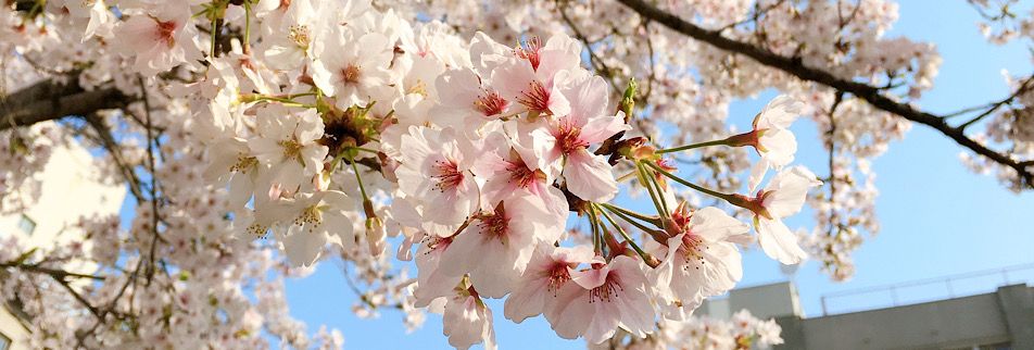 藤が丘食いしんぼう応援隊 Can&na（カンナ）